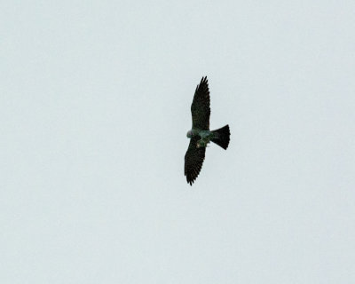 Mississippi Kite with Tree Swallow