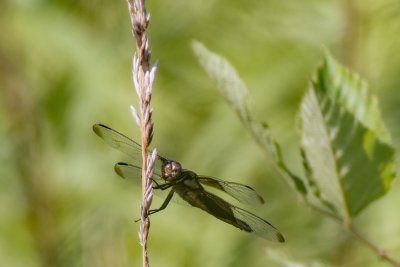 Widow Skimmer Dragonfly