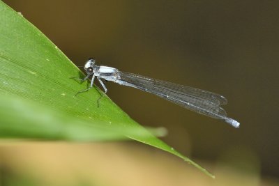 Familiar Bluet (?)