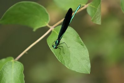 Ebony Jewelwing Damselfly (Male)