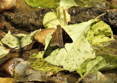 Silver-spotted Skipper