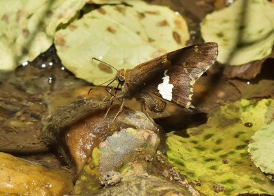 Silver-spotted Skipper