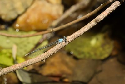 Blue-fronted Dancer Damselfly