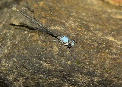 Blue-fronted Dancer Damselfly