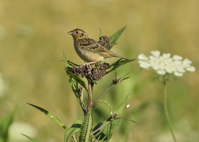 Grasshopper Sparrow