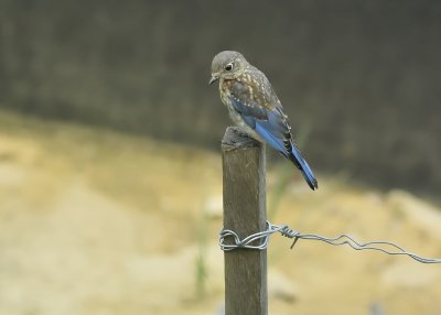 Eastern Bluebird (1st Fall)