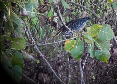 Green Heron