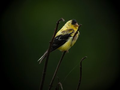 American Goldfinch (Male)