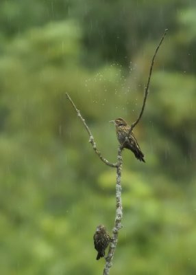 Red-winged Blackbirds