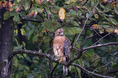 Red-shouldered Hawk