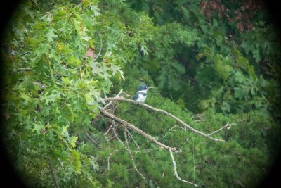 Belted Kingfisher