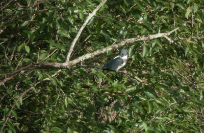 Belted Kingfisher