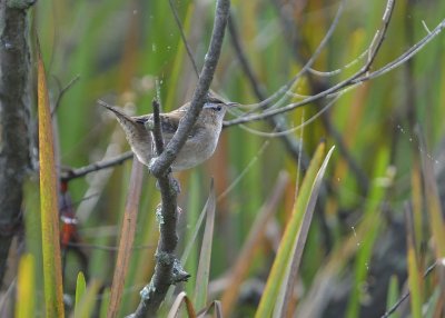 Marsh Wren