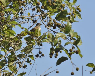 Brown Thrasher