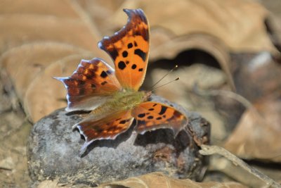 Question mark Butterfly