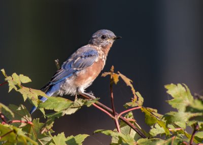 Eastern Bluebird (Immature)