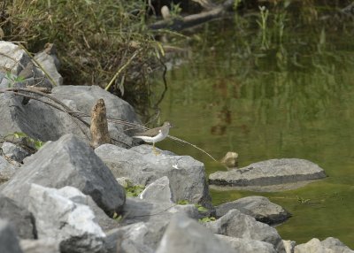 Spotted Sandpipers