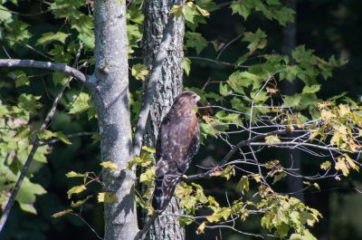 Red-shouldered Hawk