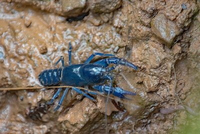 Blue crayfish (Cambarus monongalensis)