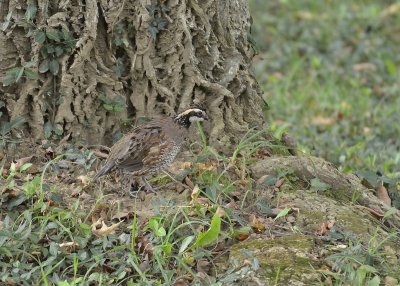 Northern Bobwhite