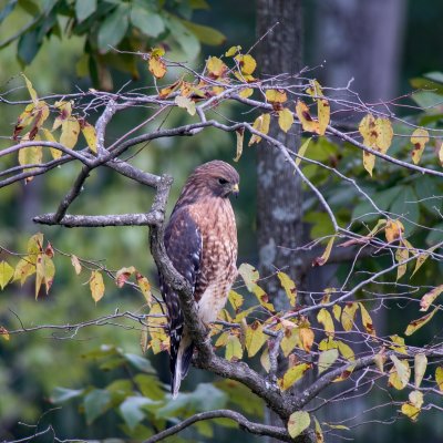 Red-shouldered Hawk