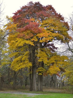 Sassafras Tree Cluster