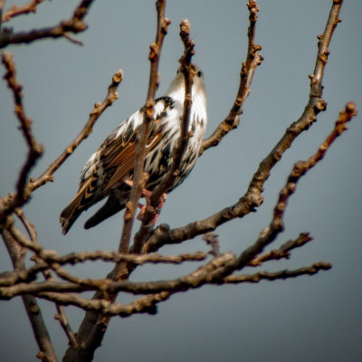 European Starling (leucistic)