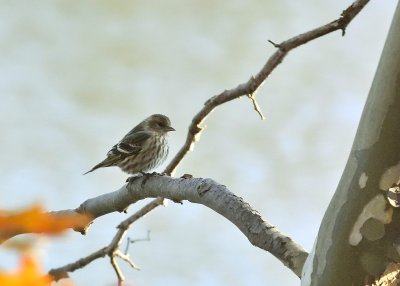 Pine Siskin