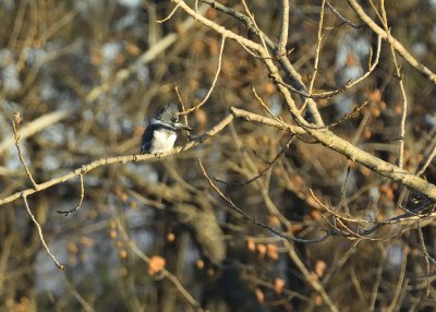 Belted Kingfisher (Male)