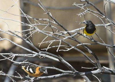 Scott's Oriole (Male)