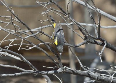 Scott's Oriole (Male)