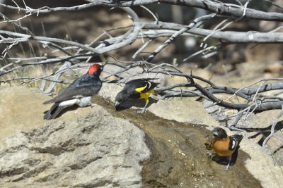 Scott's Oriole (Male)