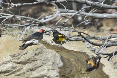 Scotts Oriole (Male)