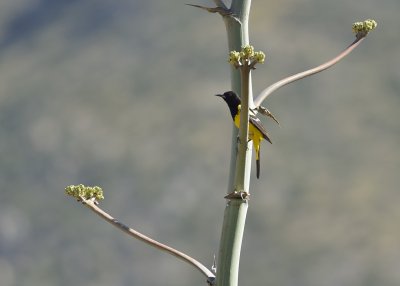 Scott's Oriole (Male)