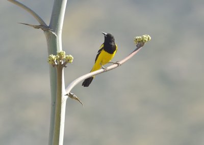 Scott's Oriole (Male)