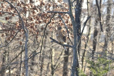 Red-shouldered Hawk