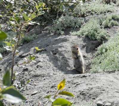 Alaska Ground Squirrel - Whistle Pig