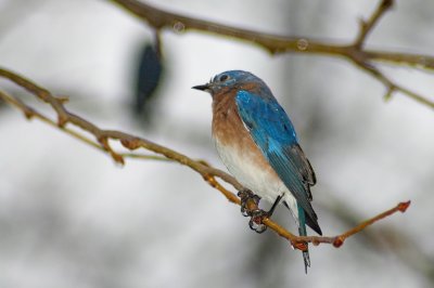 Rainy-Day-Bluebird