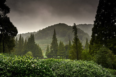 Tea plantation