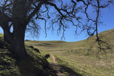 Oak on Sierra Vista Loop Trail