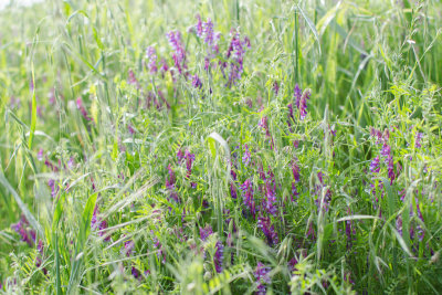 Bird vetch