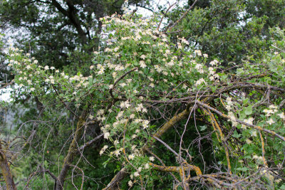 Clematis lasiantha, full vine