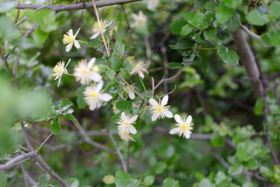 Clematis lasiantha, detail