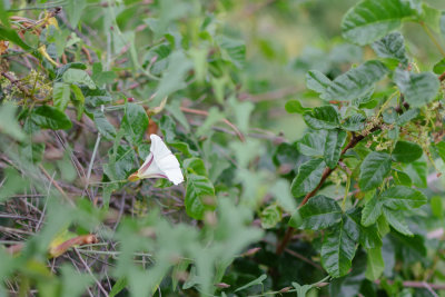Don't touch — Calystegia sepium shrouded by poison oak