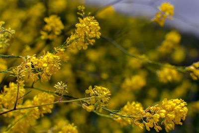 Flowering mustard