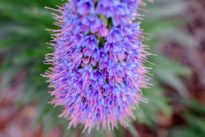 Echium candicans, detail