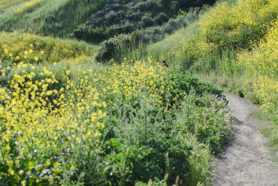 Hiker in yellow