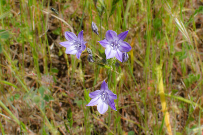 Triteleia laxa