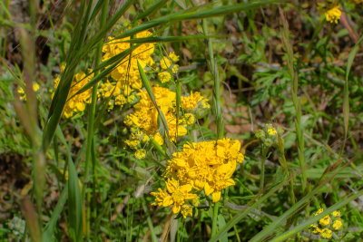 Eriophyllum staechadifolium