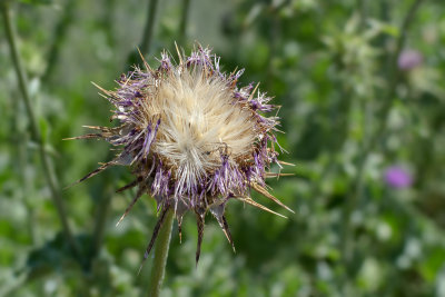 Thistle flower releasing seeds surrounded by thistledown